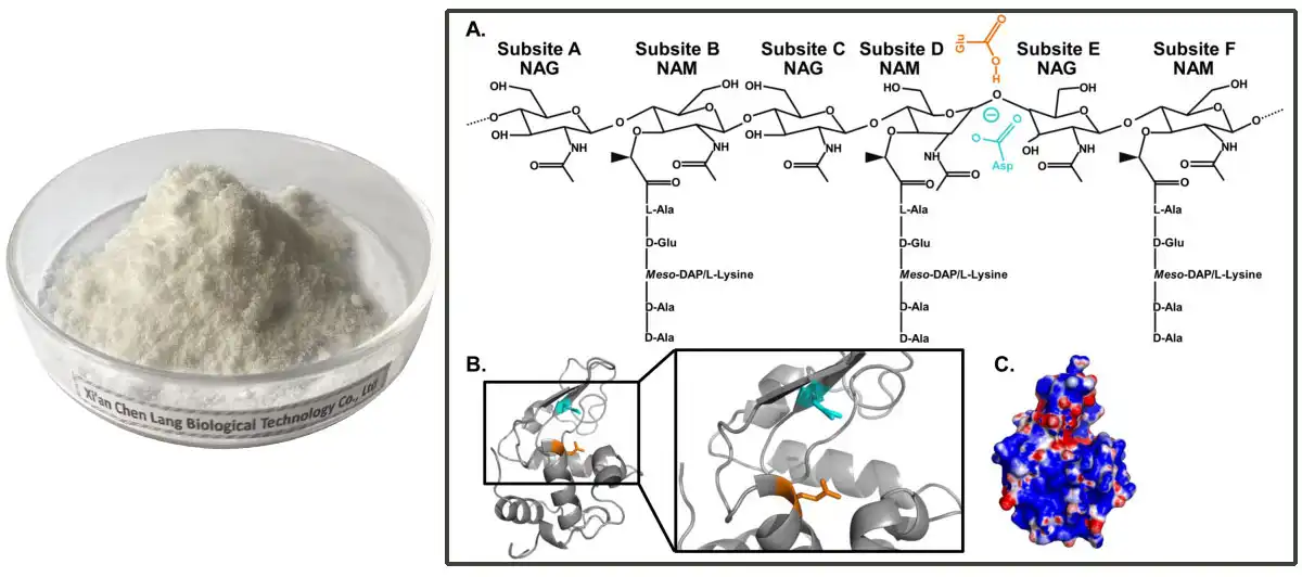 Lysozyme AAAAA.jpg Lysozyme AAAAA.jpg